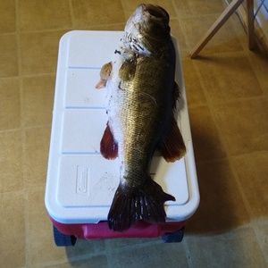 Meet your Posher, Mattie